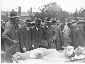 Sheep and prospective buyers