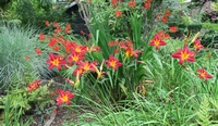 Daylilies