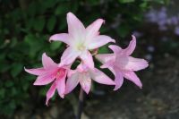 Amaryllis Belladonna