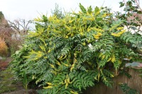 Mahonia