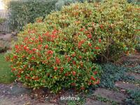 Skimmia