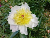 Peter's Delightful Peony