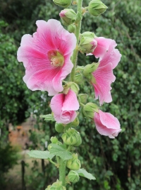Hollyhock