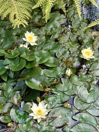 Water Lily