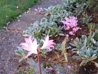 Amaryllis Belladonna