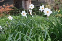 Pheasant's Eye Narcissus